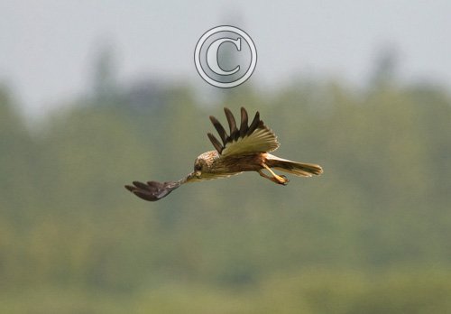 Marsh Harrier DM1529